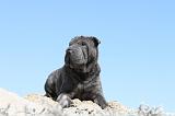 SHAR-PEI 590